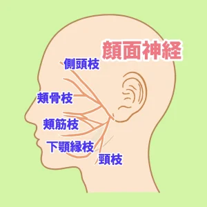 顔面神経