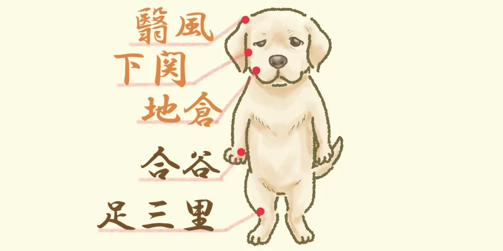 顔面神経麻痺に効くツボ5選の図解